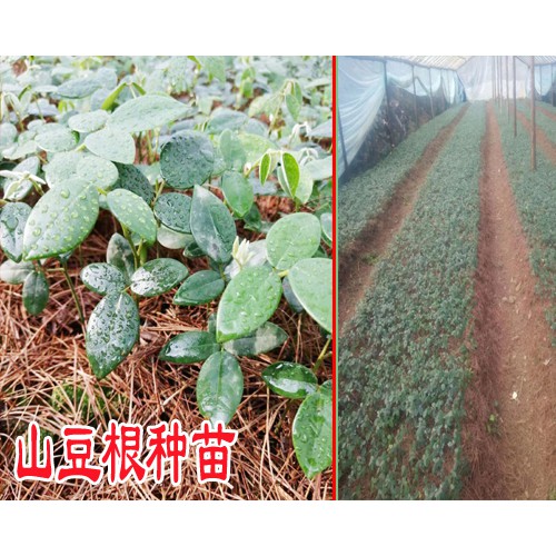產區山豆根多少錢?