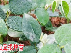 產區山豆根多少錢?圖2