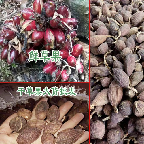 安國草果價格_草果價格統(tǒng)貨在35元