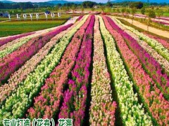 哪些品種花卉價格高_免費設計圖3
