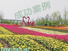 花海品種花卉這幾點(diǎn)很重要圖3