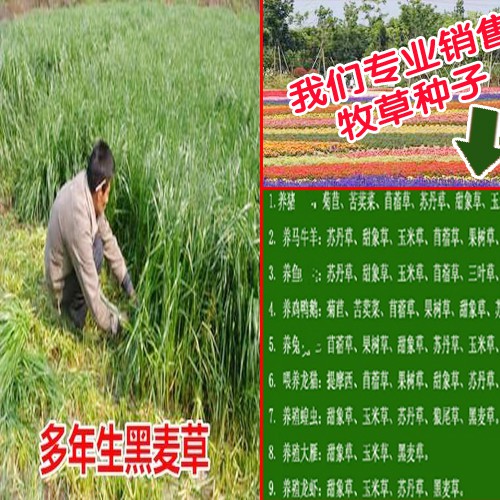 皇竹草是什么_牧草種子批發(fā)銷(xiāo)售