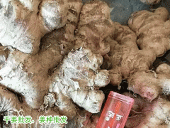 版納生姜批發&廣州干姜批發_批發云南羅平無硫干姜塊圖2