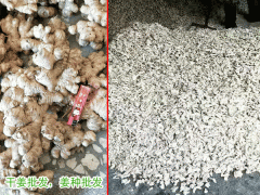 版納生姜批發&廣州干姜批發_批發云南羅平無硫干姜塊圖3