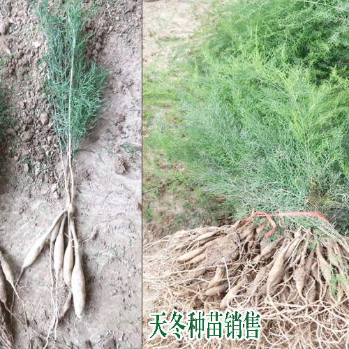 天門(mén)冬種植有前景嗎