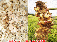 今日云南羅平干姜塊價_云南羅平干姜價格走勢圖3