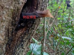 云南樹(shù)酸蜂蜜_純樹(shù)酸蜂蜜_景洪樹(shù)酸蜂蜜_蜂蜜_酸蜜圖2