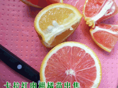 紅肉臍橙_卡拉紅肉臍橙采收方法圖1