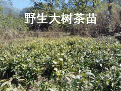 大樹茶苗_大樹茶一般分布在哪些地方?圖2