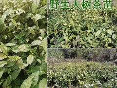 大樹茶苗_大樹茶一般分布在哪些地方?圖3