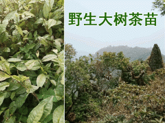 茶樹苗適合在海拔多少地方種植圖1
