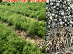大天冬種植技術_麗江天冬高產_云南大天冬育苗圖2