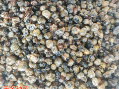云南大天冬種植_麗江大天冬產量_大天冬圖片圖2