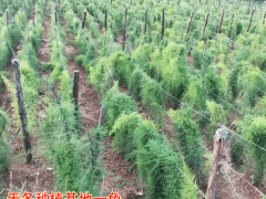 云南大天冬種植_麗江大天冬產量_大天冬圖片圖3