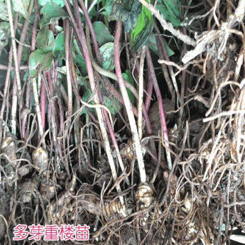 重樓種植一畝成本價_多芽重樓種苗價格