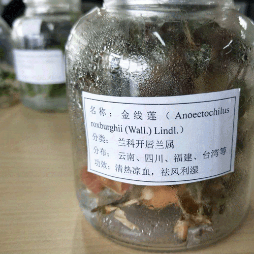 2019.04-17金線蓮種苗_河北,文山,福建金線蓮價(jià)格表