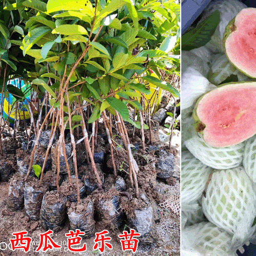 西瓜芭樂(lè)苗價(jià)格_西瓜芭樂(lè)苗多少錢(qián)一株