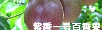 百香果苗怎樣種?_百香果苗種植場