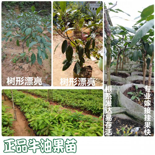 牛油果產地在哪里