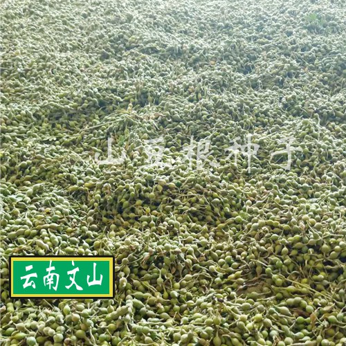 購買山豆根種子6個要點, 選購種子的方法技巧_山豆根種植網(wǎng)