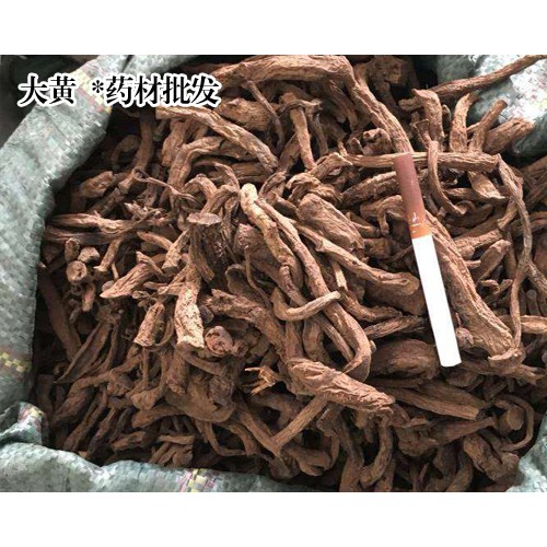 大黃漲價靜悄悄_黃種植技術關鍵有種子繁殖和預苗栽種。