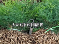 大天冬種子種苗，云南大天冬程海種植基地圖1