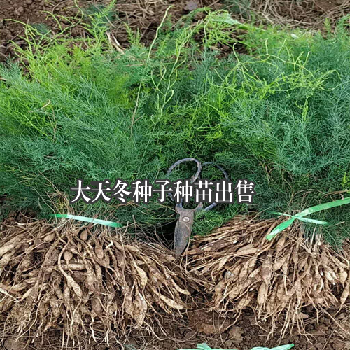 大天冬種子種苗，云南大天冬程海種植基地