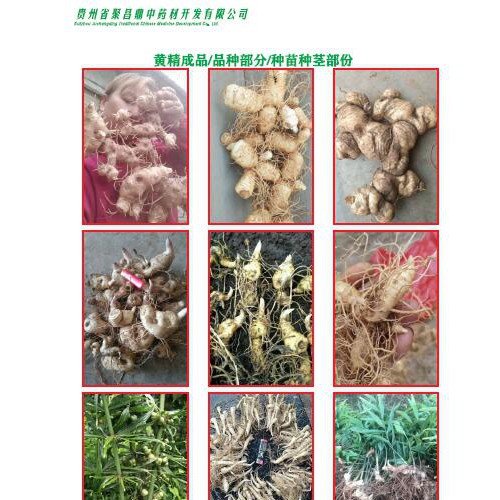 聚昌鼎藥業(yè)，聚昌鼎國(guó)標(biāo)商標(biāo)圖片，