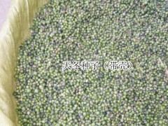 天冬苗價錢_玉林大天冬苗_廣西省那邊有一種大天冬苗圖2