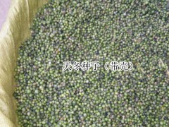 天冬栽種時間,天冬多少錢一株(附種子圖片)圖1