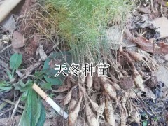 天冬栽種時間,天冬多少錢一株(附種子圖片)圖2