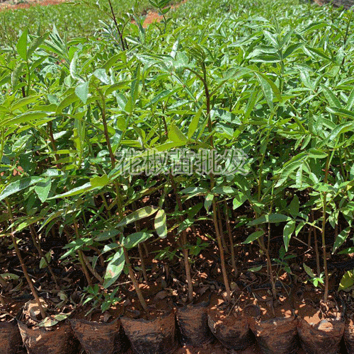 花椒樹苗_花椒籽栽種為何不出芽？花椒種植技術資料
