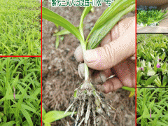 白芨一畝地需要多少小苗_云南白芨種苗哪家的好?圖1