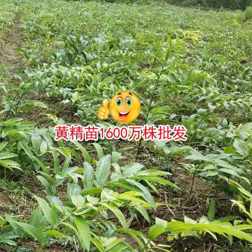 栽種黃精怎樣才能增產(chǎn),黃精苗市場(chǎng)批發(fā)