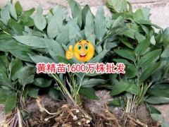 黃精多少錢(qián)一噸？黃精中藥材種植廠家圖2