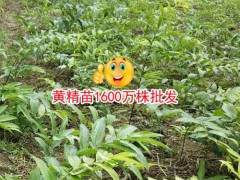 黃精多少錢(qián)一噸？黃精中藥材種植廠家圖3