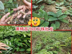 2018-2019黃精市場走勢走勢分析,2021黃精人工種植圖2
