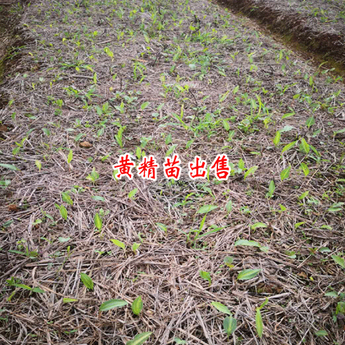 黃精(金)藥材收購價錢和種植技術(shù)_云南文山黃精苗木價錢