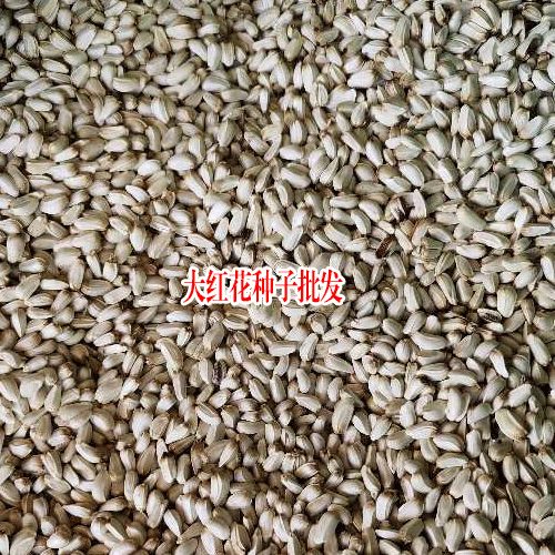哪有紅花種子，買藥材種子(附圖)