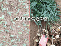 黃精苗批發,種植一畝黃精需要多少?圖3