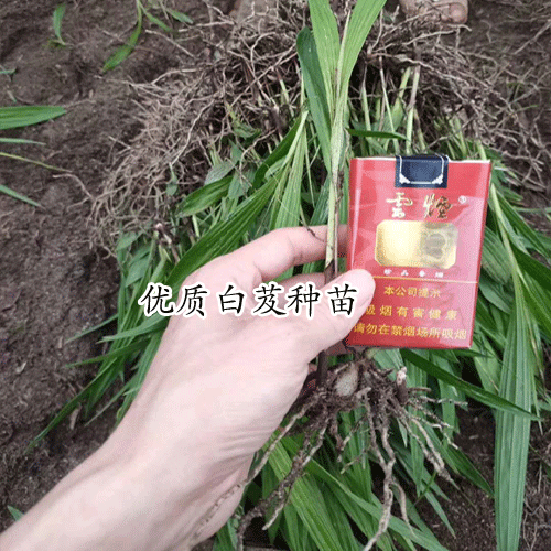 白及1畝要是多少錢(qián)苗木種植?