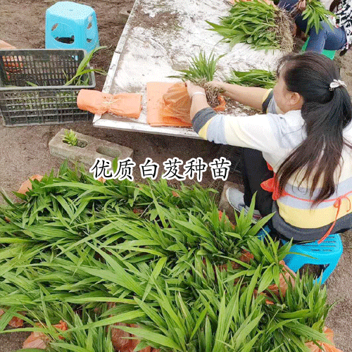 白及1畝要是多少錢(qián)直接費(fèi)用?