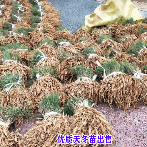 天門冬價錢會持續上升嗎?