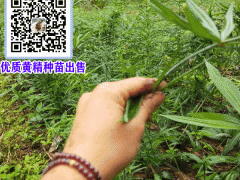 云南黃精畝產(chǎn)值達多少?圖2