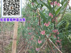 云南黃精畝產(chǎn)值達多少?圖3