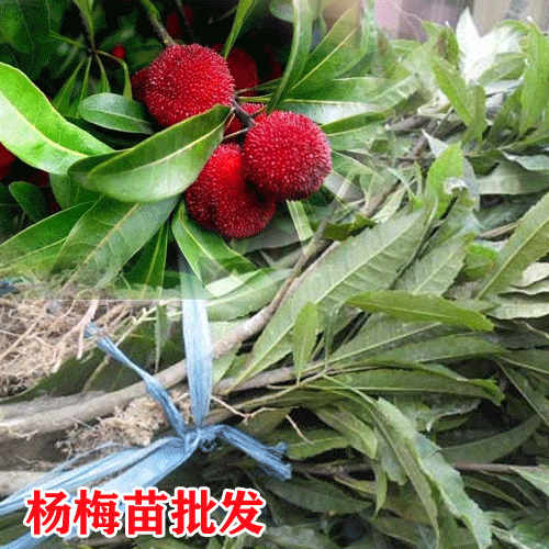 楊梅樹苗的特點(diǎn),在哪些地方適合種植楊梅樹
