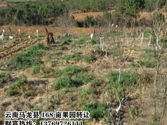 板栗樹、核桃樹、梨樹、香樟樹、婆樹財富13769726111圖1
