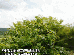 板栗樹、核桃樹、梨樹、香樟樹、婆樹財富13769726111圖2