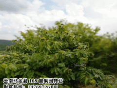 板栗樹、核桃樹、梨樹、香樟樹、婆樹財富13769726111圖3