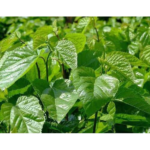 昆明桑樹苗供應價格？昆明（子明）桑樹苗多少錢一株？